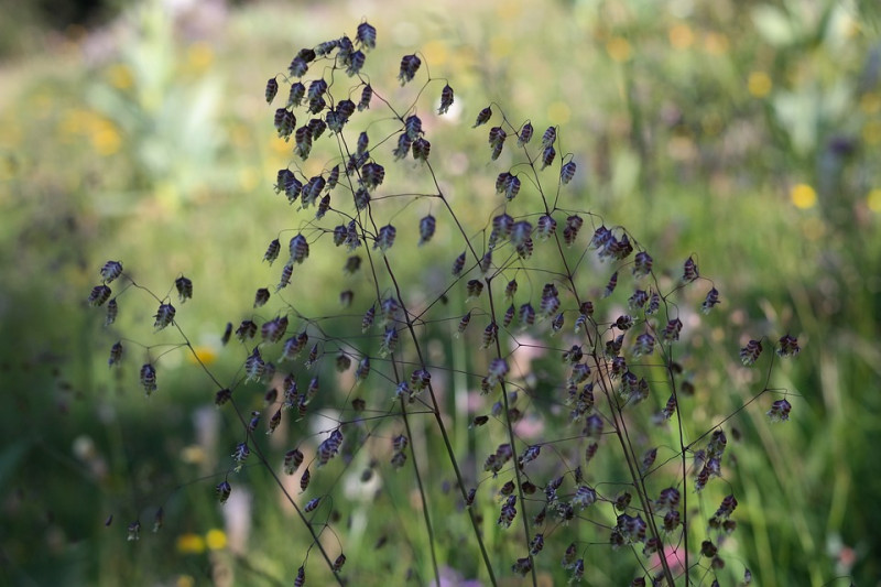 Bevertjes Briza media - inheemse - siergrassen - voor-biologische-tuininrichtingen-beplantingsplan- grassen